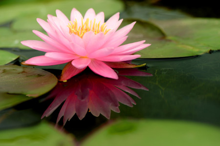 pink lotus flower