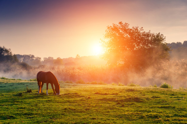 horse grazing in peaceful field