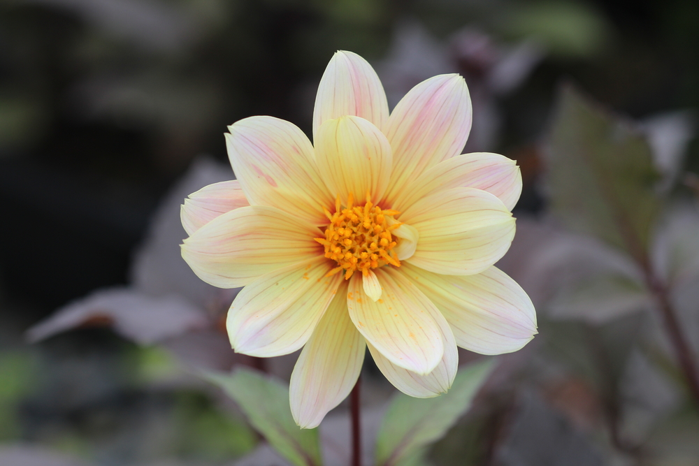 flower-natural-beauty-fresh-air-healthy-living-balance