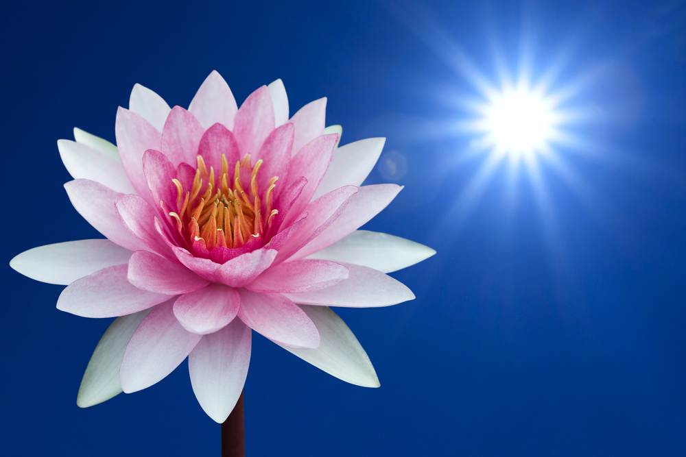 Lotus and sun. Divine intelligence, inspiration, and clarity will come as you understand your true, infinite nature.