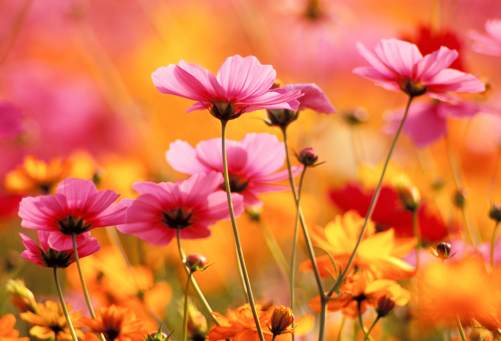 Flowers inspire creativity in art, music.