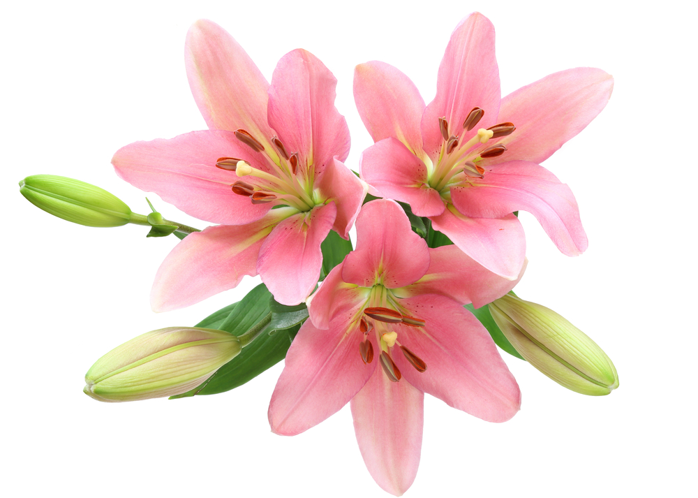 Lily blossoms