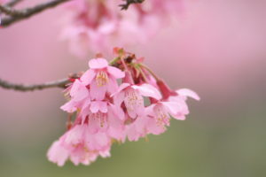 cherry blossoms