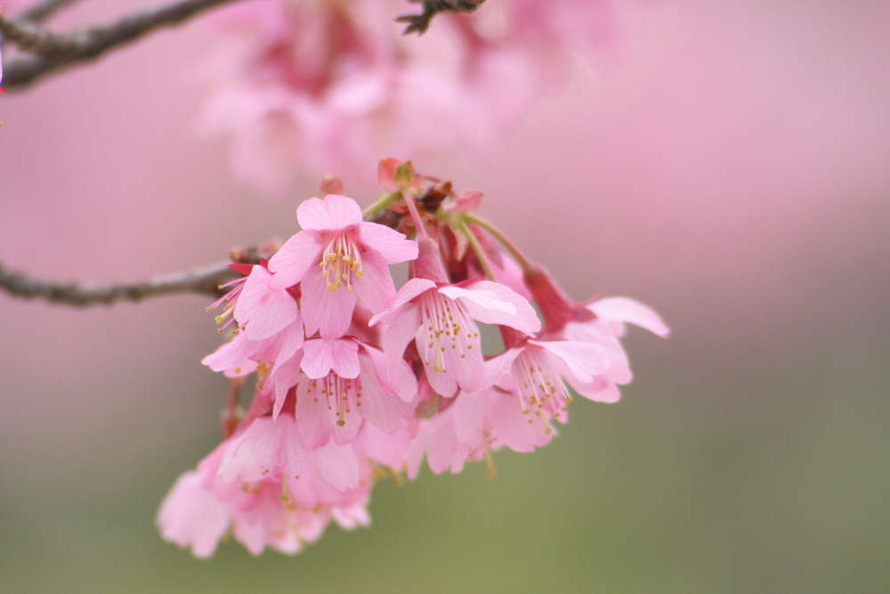 cherry blossoms